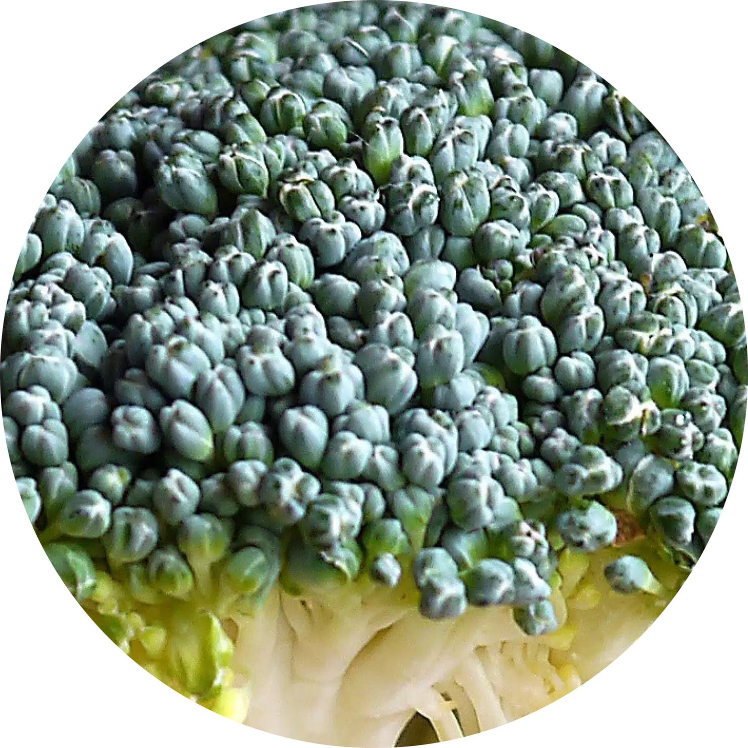 close up photo of broccoli florets