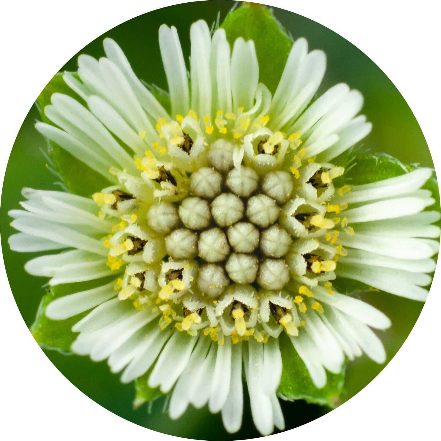 close up photo of false daisy flower