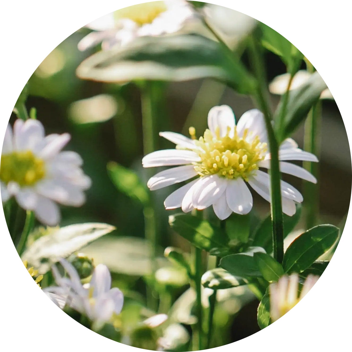 photo of a chamomile flowers