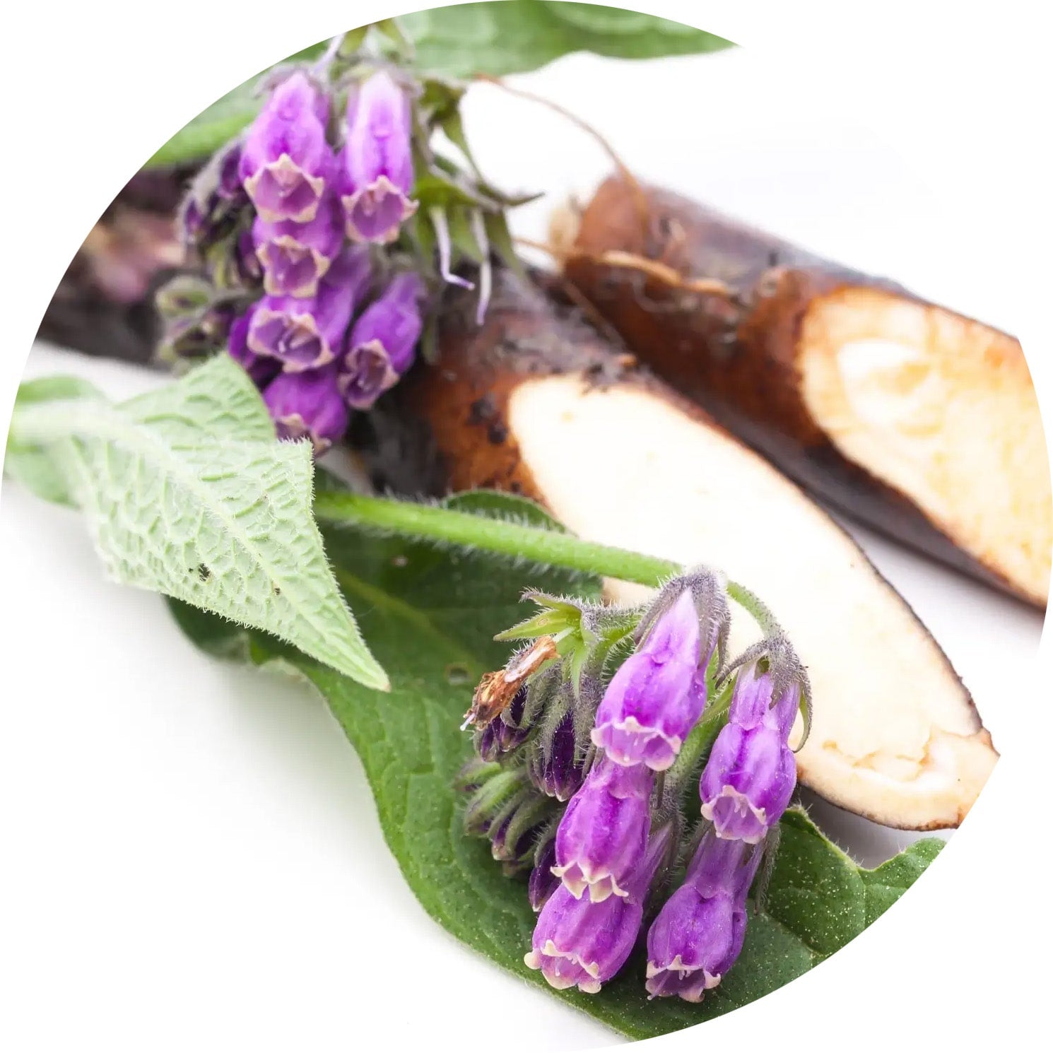 Photo of Comfrey Root and Purple Flowers