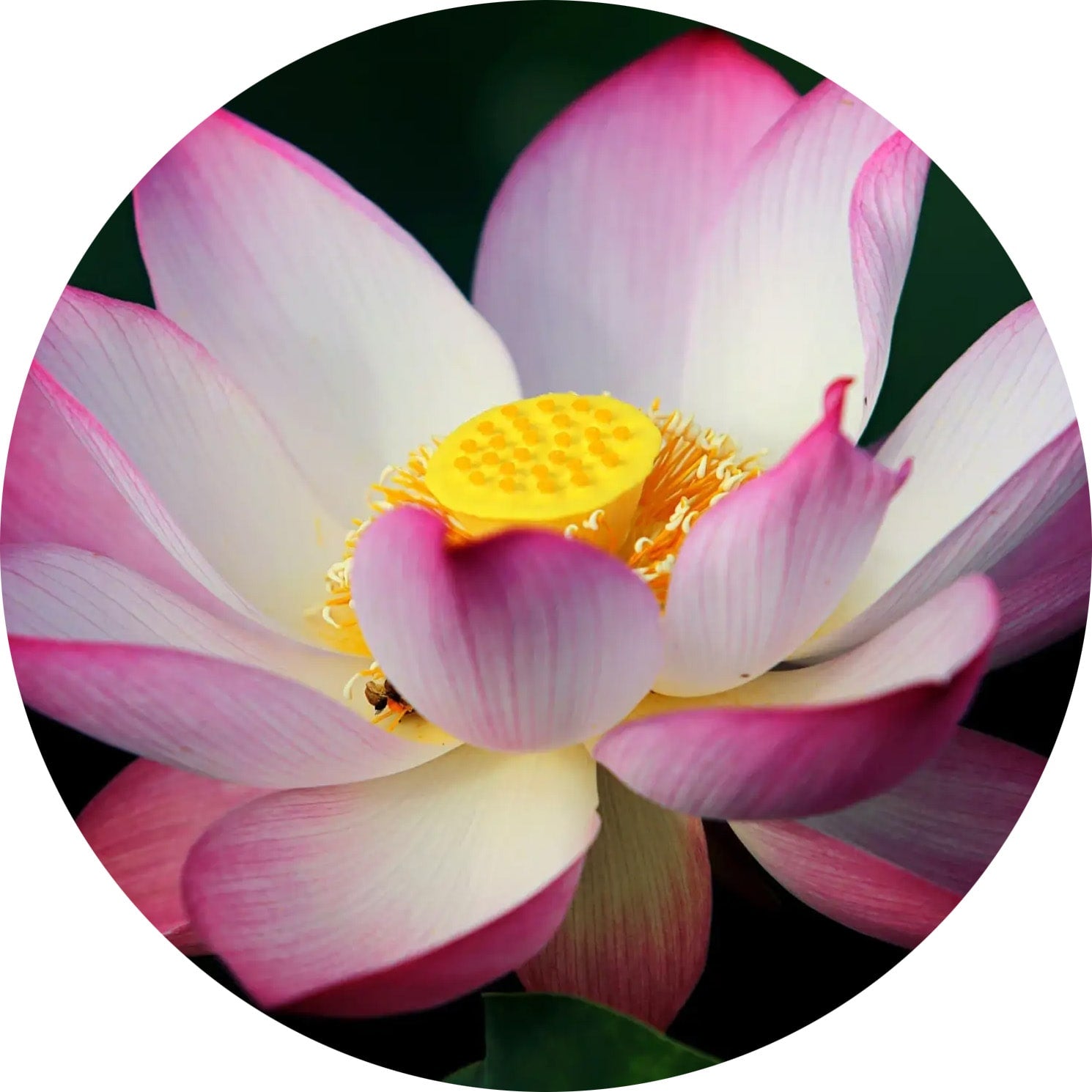 Pink and white Lotus flower with vibrant yellow center