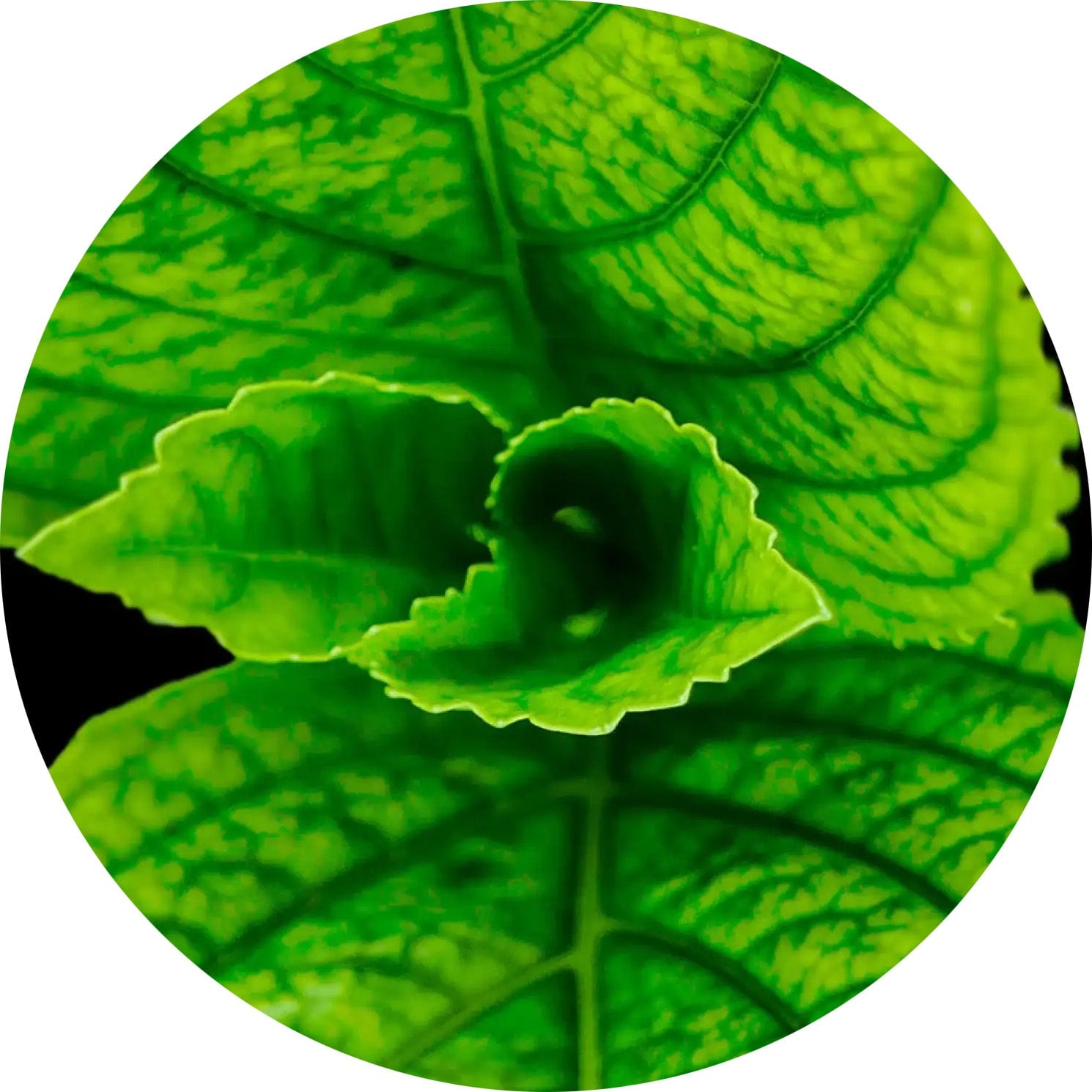 close up image of a menthol leaf