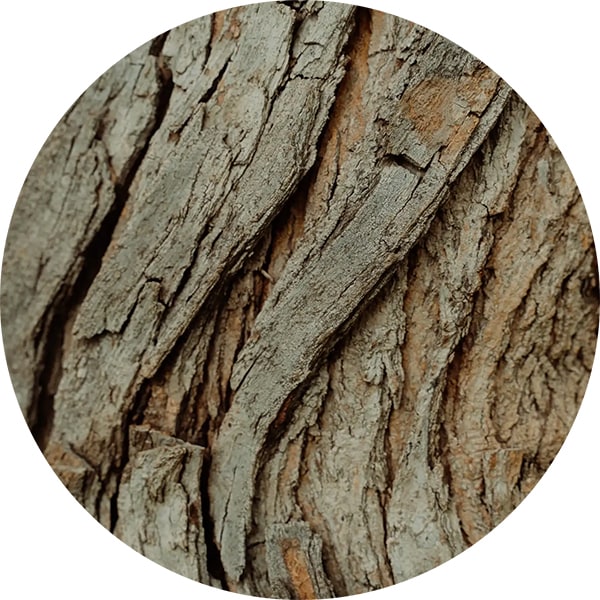 close up photo of willow bark